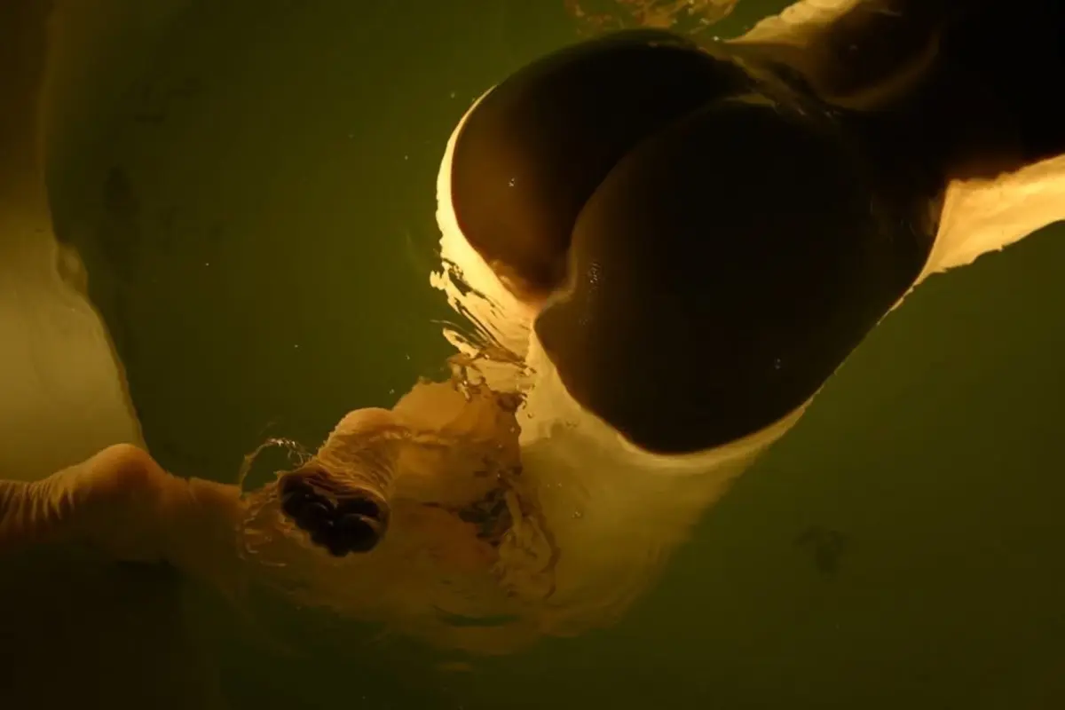 Dark figure floating diagonally through amber-green water.